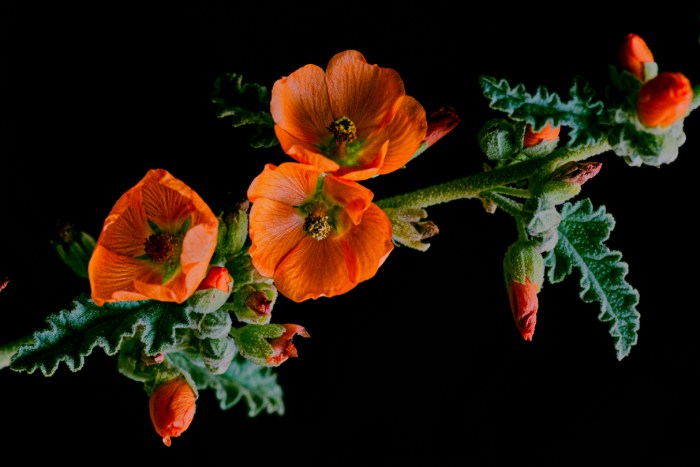 PCC Creative april 2018 and March theme