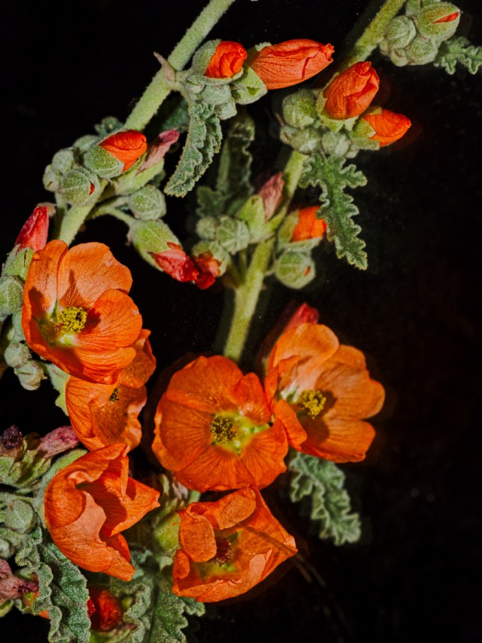 PCC Creative april 2018 and March theme