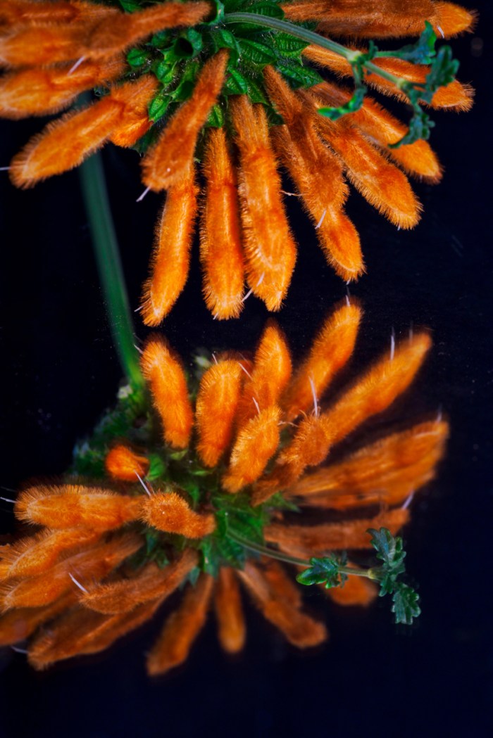 Lions Tail Reflected