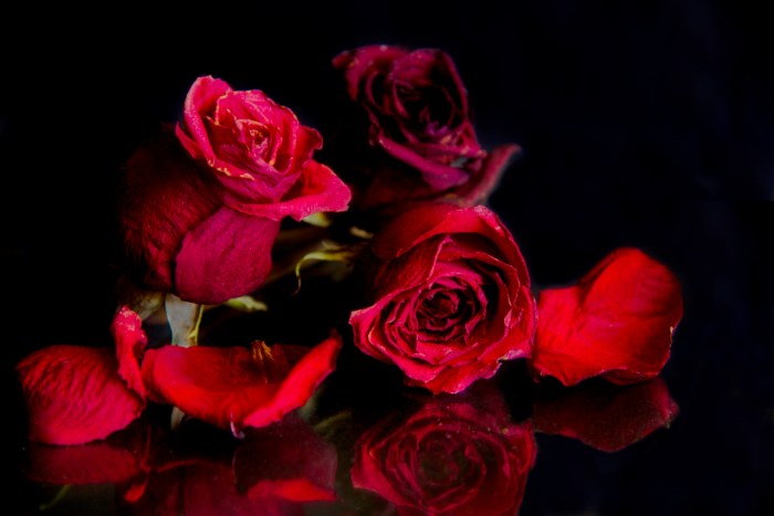 Roses5686